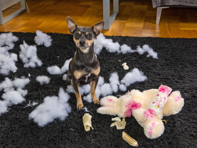 Pe cat de mic, pe atat de ambitios