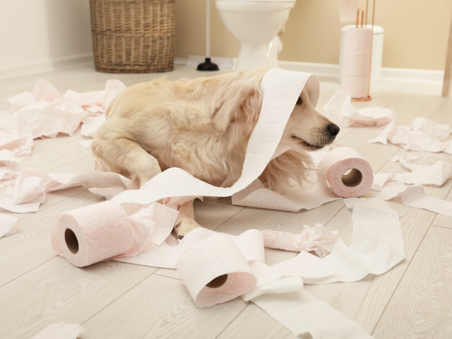 Cainele isi poate gasi de lucru in orice incapere