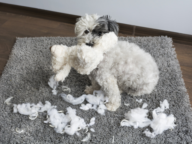 Imaginea pe care orice stapan de caine o poate intelege, dar nu o si aproba