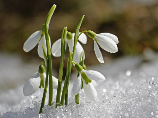 Ziua Babei Dochia se respecta cu sfintenie