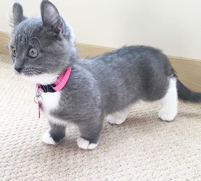 O pisica cu piciorușe mici si personalitate mare