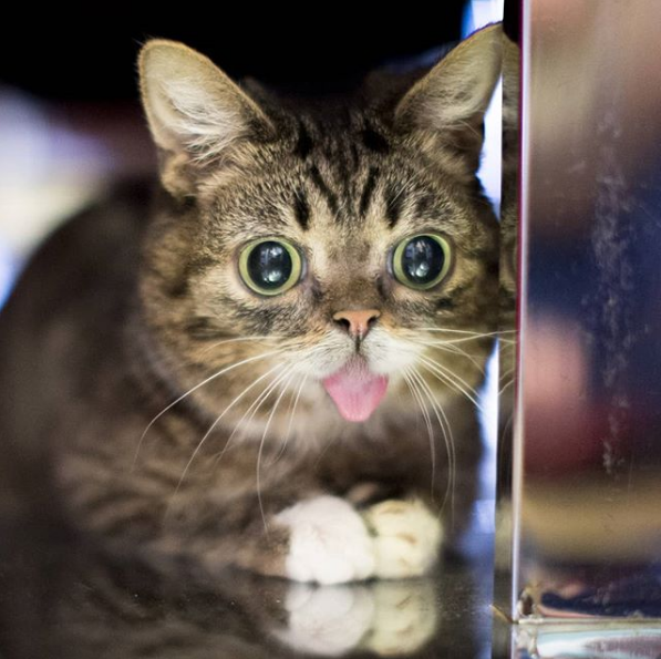 Cu ochii mari si limba scoasa - o pisica simpatica