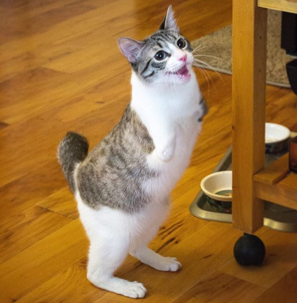 O pisica a carei mutatie genetica nu o impiedica sa se bucure de viata