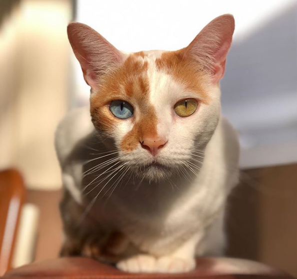 O pisica cu ochii colorati in doua culori