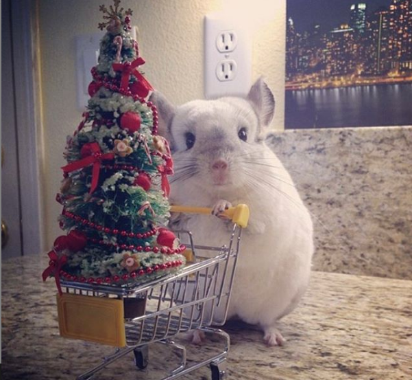 Sinsila admirat si iubit cu o moaca amuzanta