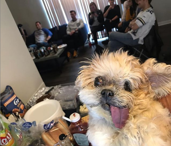 Cainele pe care toti de pe instagram il iubesc