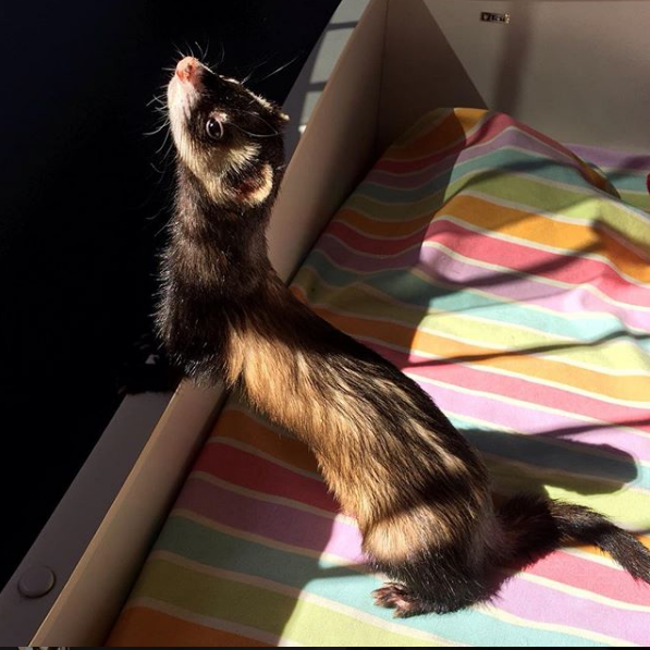 Adrmirand soarele - un dihor domestic cu chef de joaca