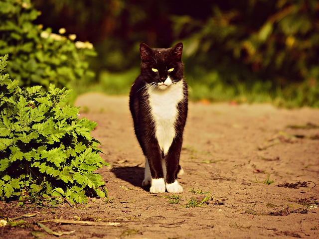 Cu asa o privire cine ar indrazni sa se apropie?