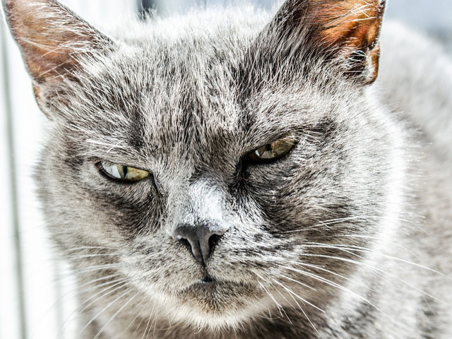 Furia i se poate citi in privire