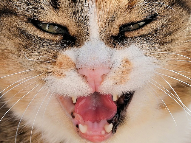 Nici stapanul nu ar indrazni sa vina sa o mangaie