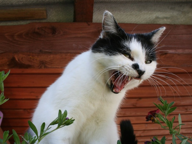 Mesajul transmis este clar