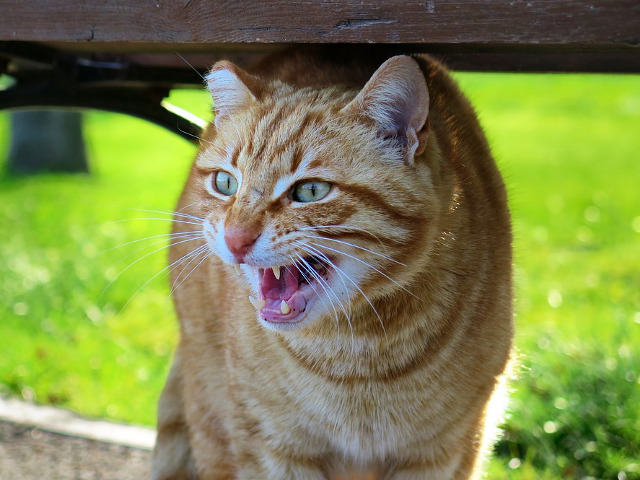 Te trece un fior pe sira spinarii