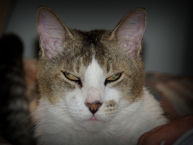 ...sau ca ceva nu ii este deloc pe plac