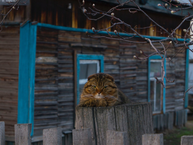 Paznic de nadejde: nimeni nu va dori sa intre in curte