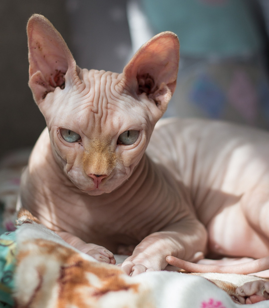 Cand se supara nimic nu pare sa le stea in cale