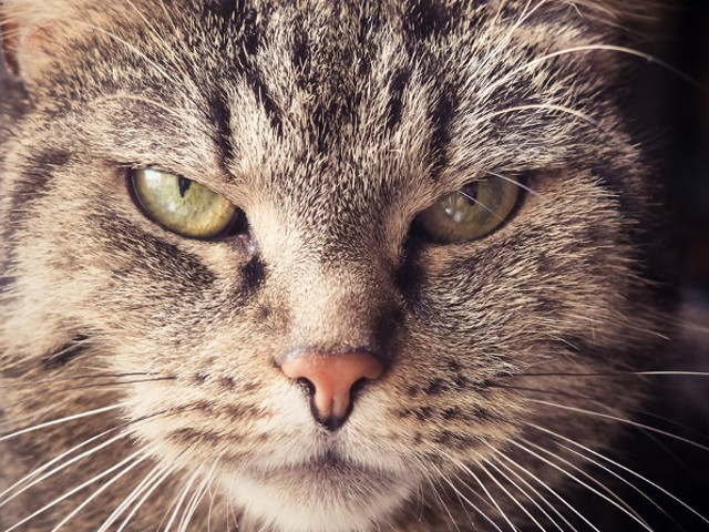 Seriozitatea intruchipata