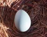 Nu se iau ouale din cuibare