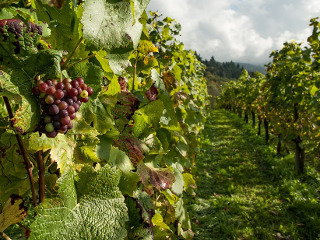 Nu uita de trucul pentru roade bogate