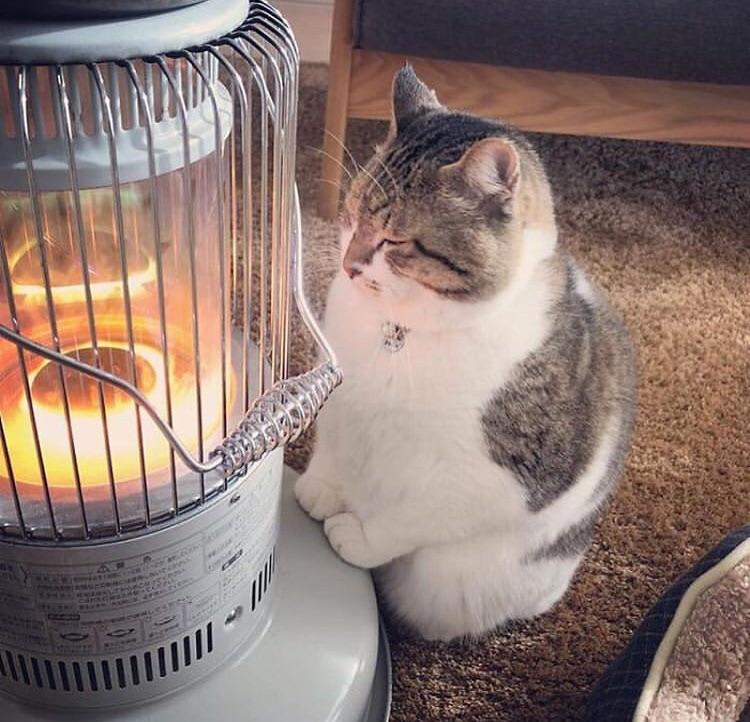 Pare a fi indragostita de caldura