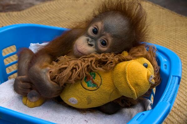 Maimutele stiu foarte bine sa isi exprime afectiunea