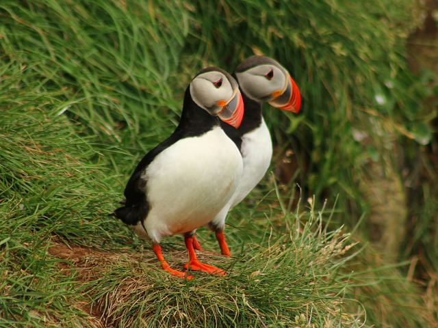 Pasarile Puffin sunt monogame si se imperecheaza o singura data in timpul vietii lor