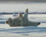 Desi pare ciudat, ursii polari se incalzesc uneori prea tare si se rostogolesc in zapada sau inoata pentru a se racori dar si pentru a-si curata blana