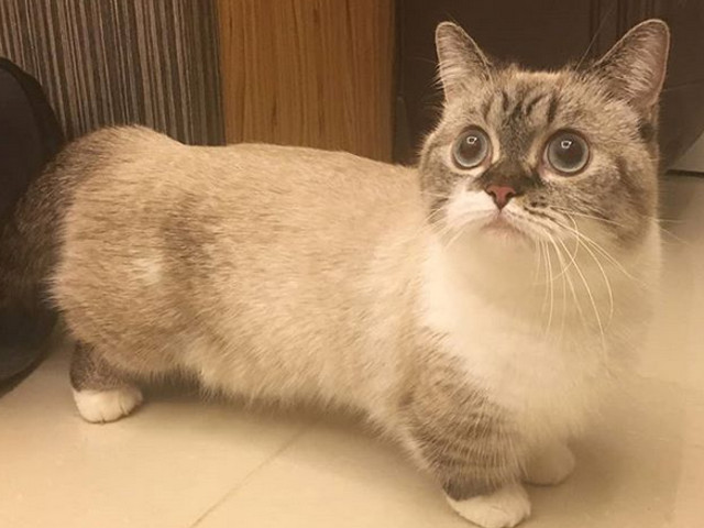 Rasa de caini Corgi au o versiune si pentru pisici: ea se numeste pisica Munchkin