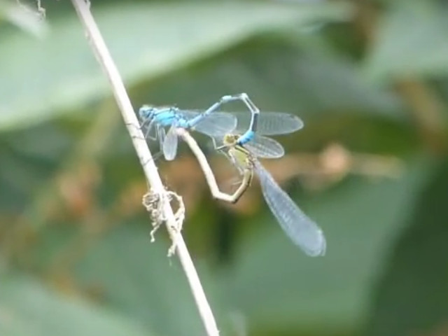 Aunci cand libelulele se imperecheaza formeaza o inima