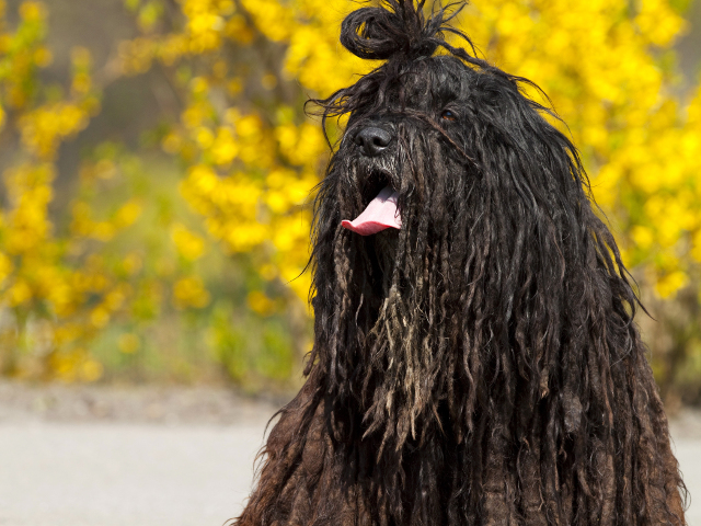 Imposibil sa nu te cucereasca!