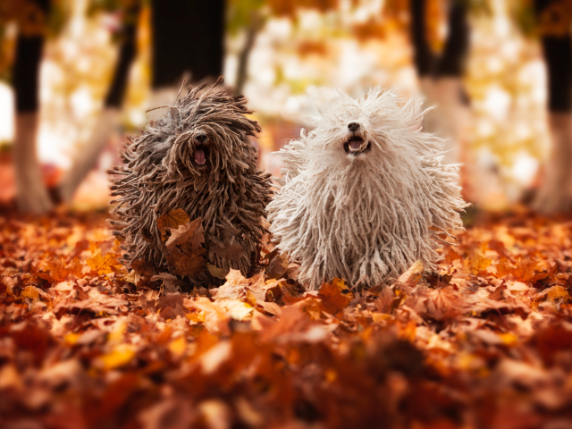 Nici cainii din rasa Puli nu se lasa mai prejos