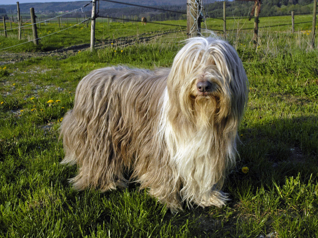 Simpla prezenta este de efect