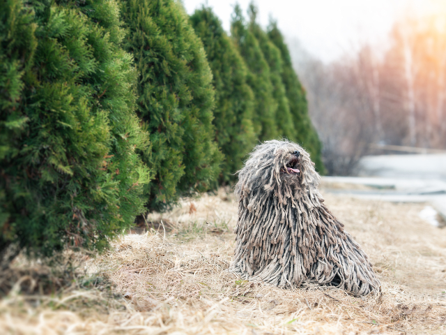 "Neobisnuit" de simpatic