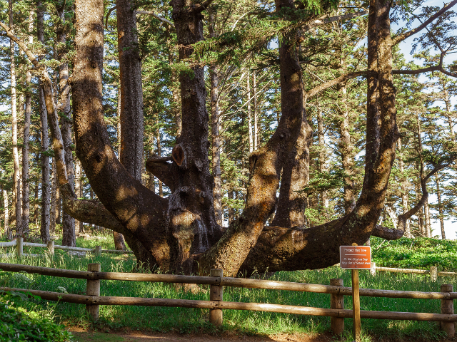 Copac se seamana cu o caracatita