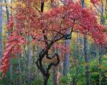 Colorit extraodinar (si nu numai) in Parcul National Great Smoky Mountain, SUA