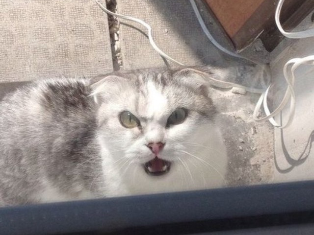 O pisica suparata ca a fost lasata afara