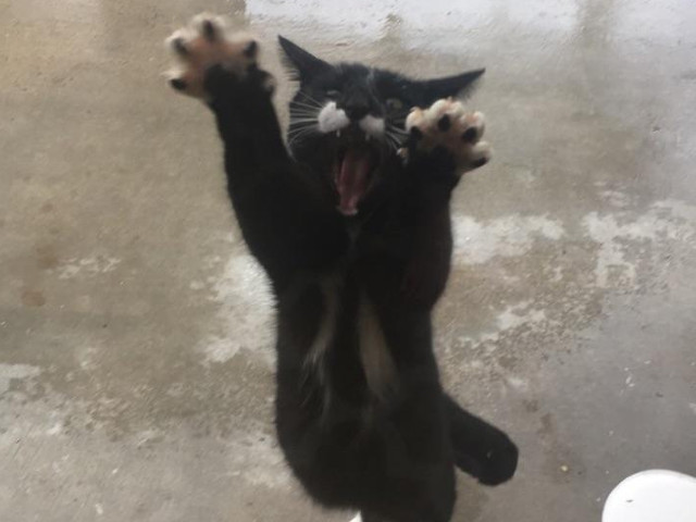 O pisica ce pare ca uraste ploaia