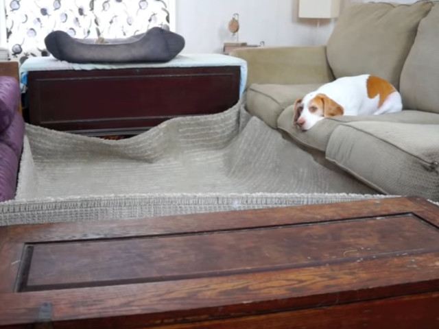 Cea mai frumoasa surpriza pregatita de stapan de ziua cainelui