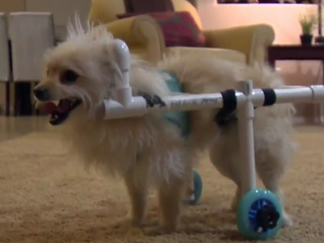 Un barbat a creat un scaun cu rotile pentru cainele prietenei sale care nu putea sa mearga