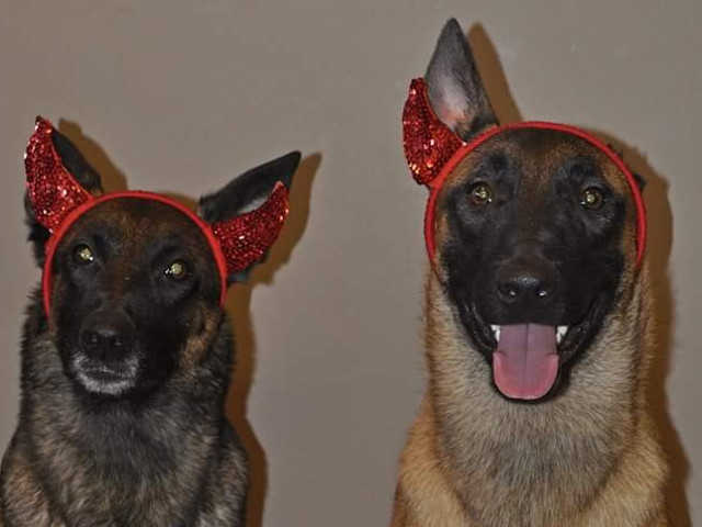 Cand cainelui ii lipseste o ureche trebuie sa fii creativ