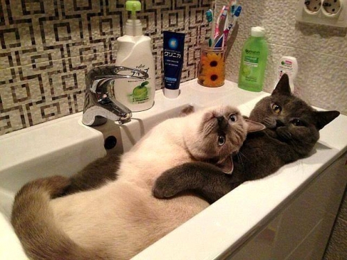 Doar o zi obisnuita in... chiuveta