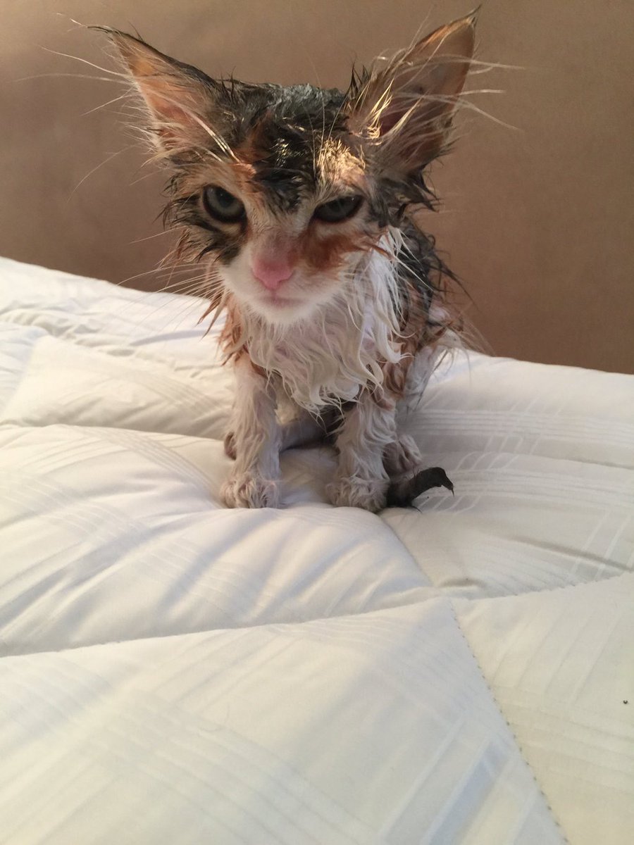 Din primele observatii, nu pare sa ii fi placut prea mult baia