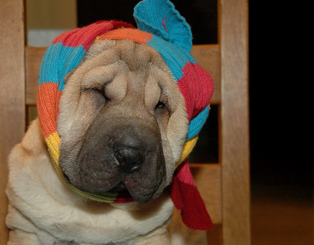 Imposibil sa nu iti smulga un zambet