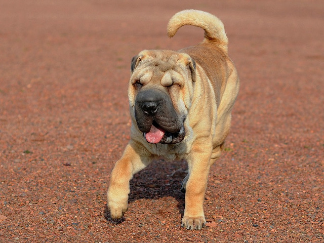 O imagine valoreaza cat o mie de cuvinte