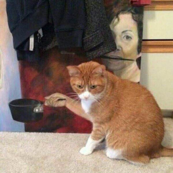 Pisica tine in "mana" o tigaie?