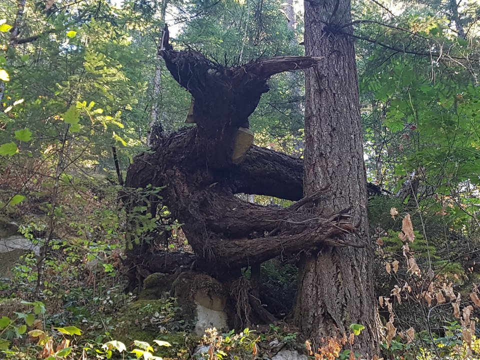 Doi copaci care se "lupta"