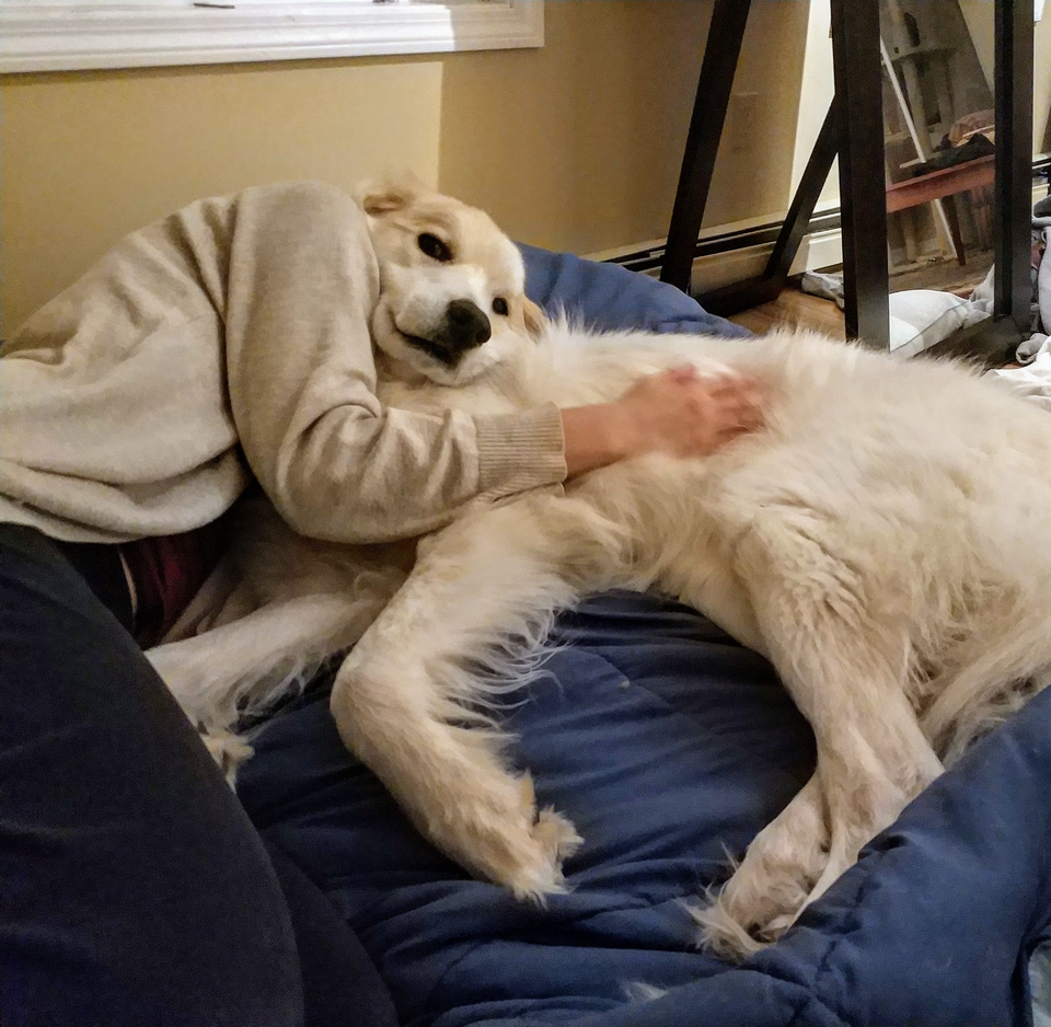 Un om cu cap de caine