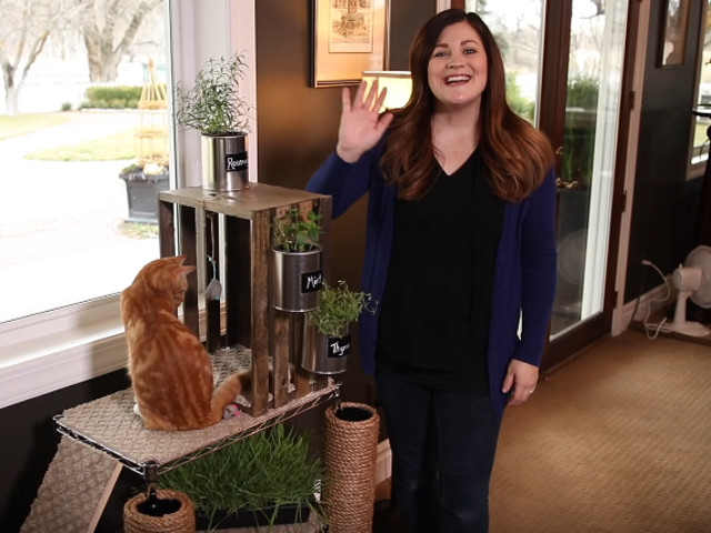 Prima cafenea dedicata iubitorilor de pisici, deschisa in Taipei in 1998