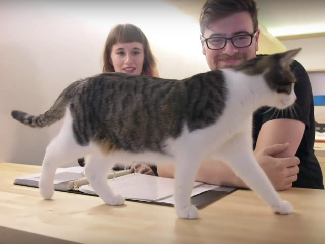 Spatiul de mangaiat pisici in tandem cu laboratorul de macarons - New York