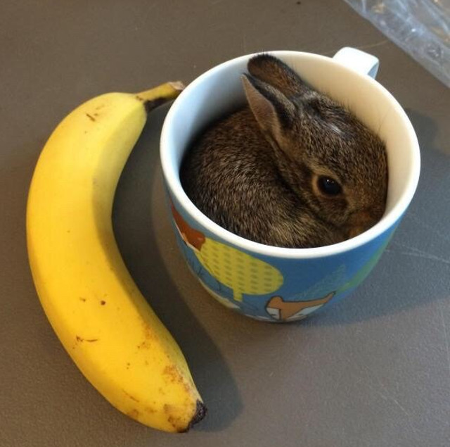 Un iepure pitic ce s-a ascuns intr-o cana