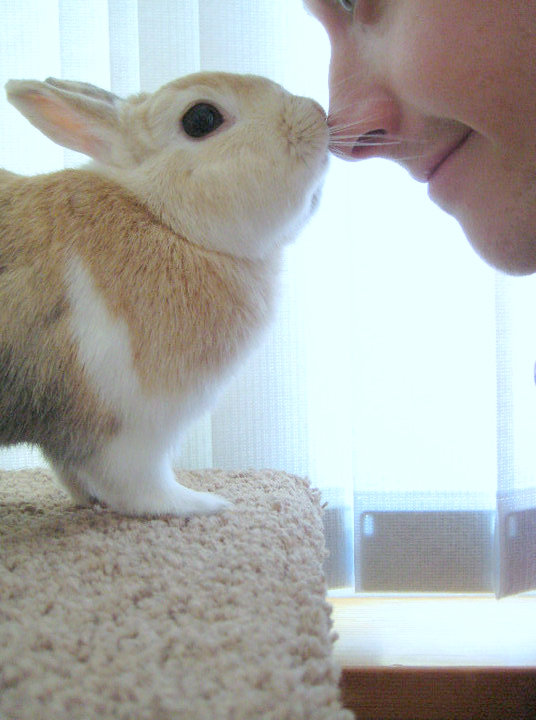 Contrar parerii multora, iepurii sunt foarte atasati de stapani